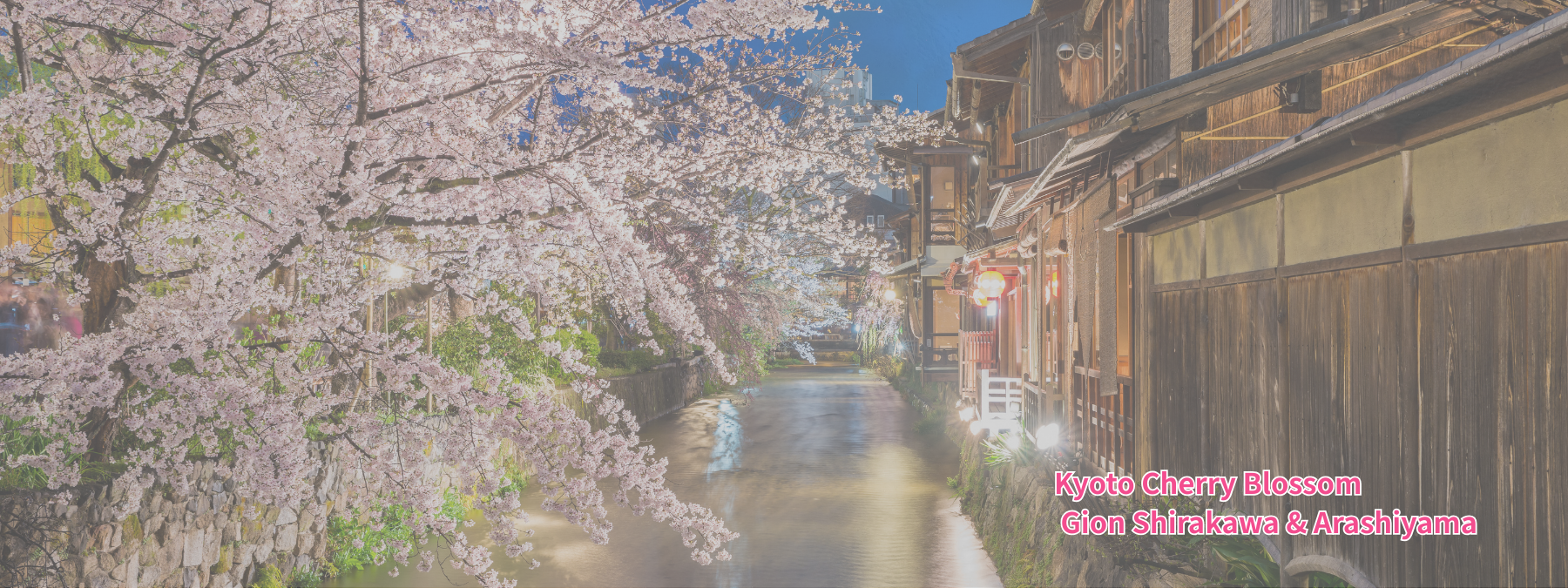 京都祇園白川櫻花 京都春季賞櫻景點 日本自由行